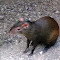 elaphrus