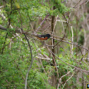 Eastern Towhee