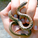 Eastern Yellow-bellied Racer