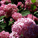 Invincibelle® Spirit Hydrangea