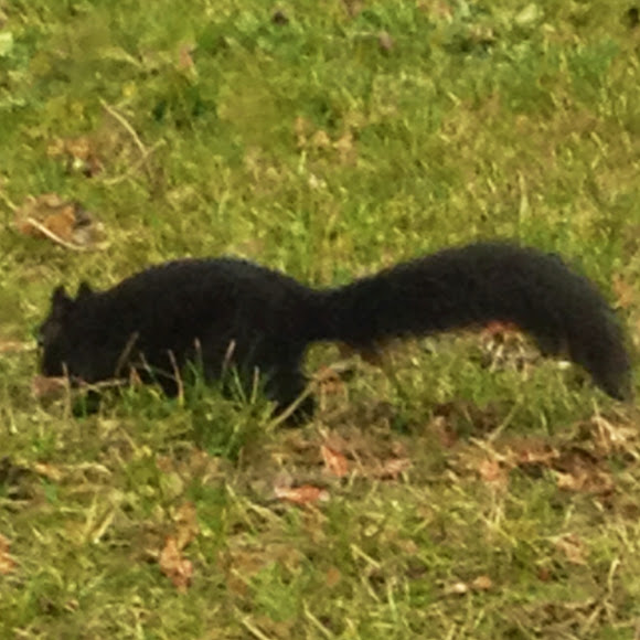 Spotting Image 1