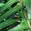 Green Bottle Fly