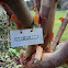 Arce chino gris. Paperbark maple