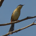 Ashy Prinia