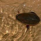 Predaceous Diving Beetle