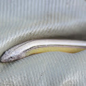 California Legless Lizard