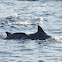 Spinner Dolphin