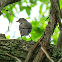 Gray Catbird