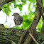 Gray Catbird
