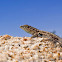 Common side-blotched lizard