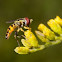 Syrphid Fly