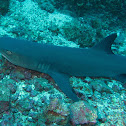 Whitetip reef shark