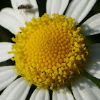 margaridas
