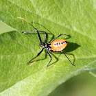 wheel bug nymph