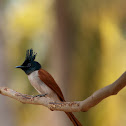 Asian Paradise-flycatcher