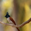 Asian Paradise-flycatcher