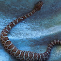 Western Rattlesnake (Young)