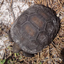 Gopher Tortoise