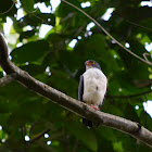 Semiplumbeous Hawk