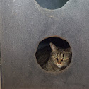 Domestic Cat