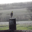 Eastern Meadowlark