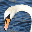 Mute Swan