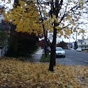 Sugar maple