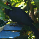 Violet Plantain Eater