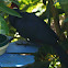 Violet Plantain Eater