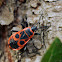 Firebug