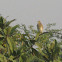 Indian Pond Heron