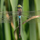 Libélula (Lesser emperor)