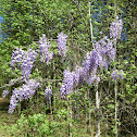 Japanese Wisteria