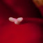 Hippeastrum