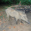 Wild Boar