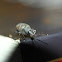 Vine Weevil