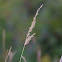 Indiangrass