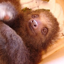 Choloepus hoffmanni