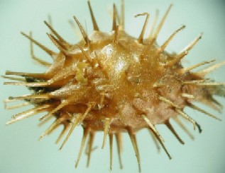 Acaena elongata