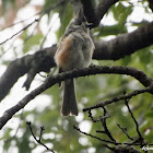 Tufted Titmouse