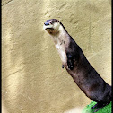 North American River Otter