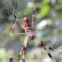 Golden Silk Spider