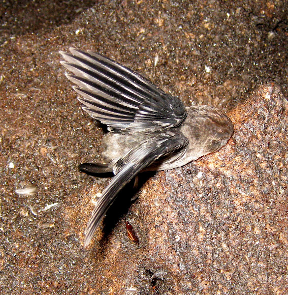 Ediblenest Swiftlet Project Noah