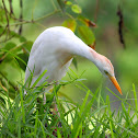 Cattle Egret