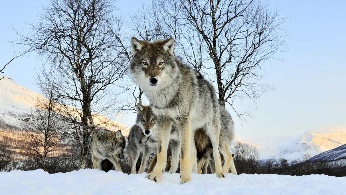 Кинбурнская коса. Волки.