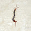 Centipede