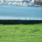 Seagulls