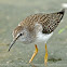 Lesser Yellowlegs