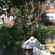 American Robin
