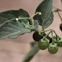 Black Nightshade